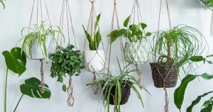 Benefits of air purifying plants