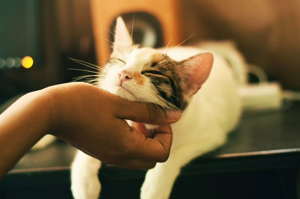Supporting Athletes in Understanding Pet Palliative Care
