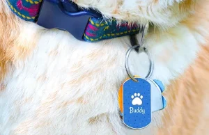 Personalized Pet Tags vs Standard Tags